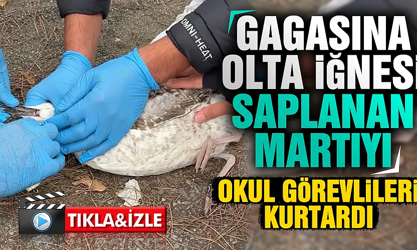Samsun'da yaralı martıya okul görevlilerinden şefkat eli