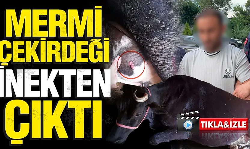 Samsun'daki ayva dalı cinayetinde gelişme ahırdaki inek de vurulmuş