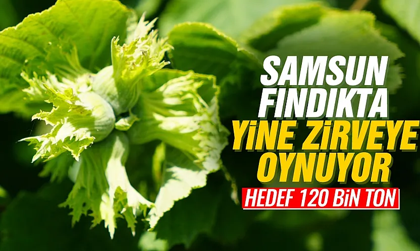 Samsun fındıkta tahtını kimseye bırakmıyor