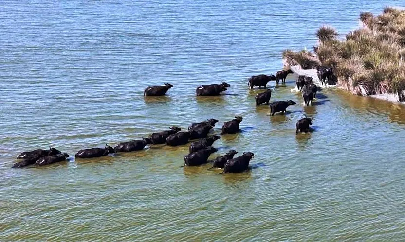 Samsun hayvancılıkta zirvede : Mandada Türkiye birincisi