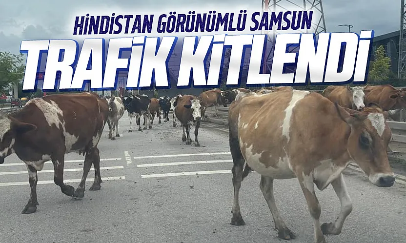Samsun-Ordu yolunda inek sürüsü trafiği tehlikeye soktu