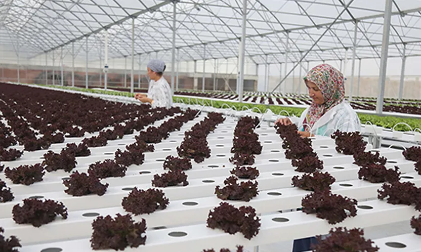 Samsun Organize Tarım Bölgesi ile kalkınacak