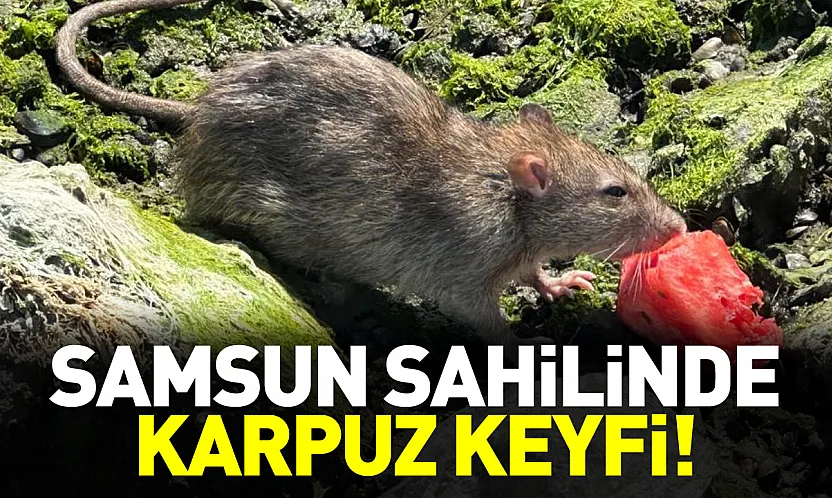 Samsun sahilinde ilginç anlar Karpuza konan fare kamerada