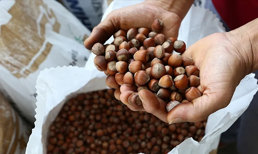 Samsun ve ilçelerinde güncel fındık fiyatları belli oldu