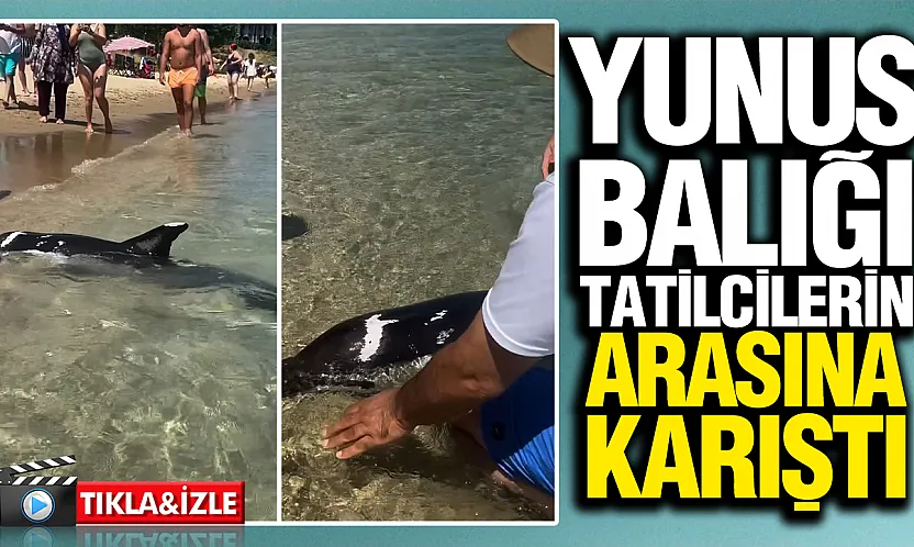 Sinop plajında görülmemiş manzara! Yunus tatilcilerin arasına kadar yaklaştı