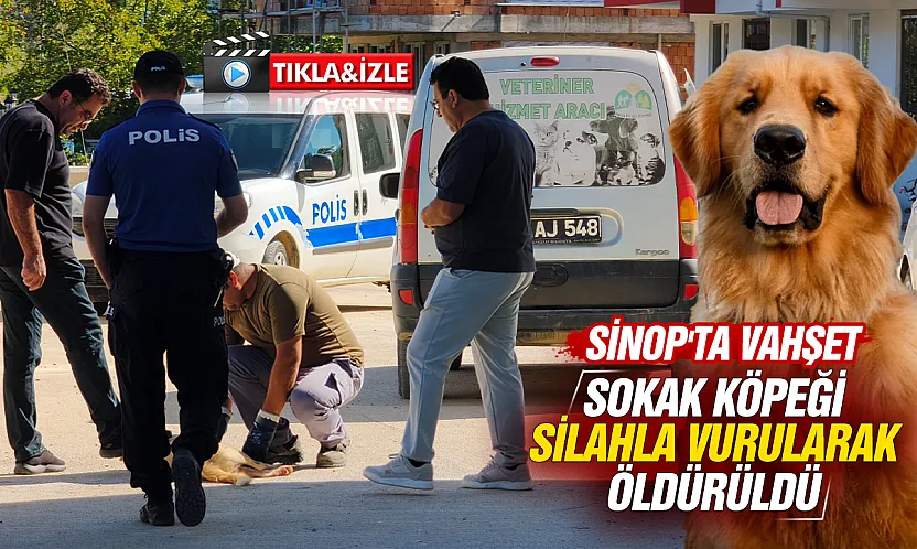 Sinop'ta Kan Donduran Vahşet: Sokak Köpeğini Katlettiler!