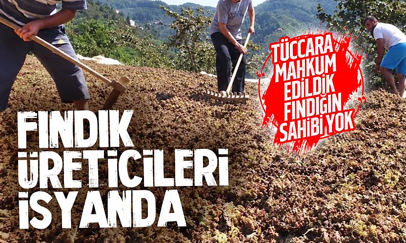 Terme'de Fındık üreticisi isyanda