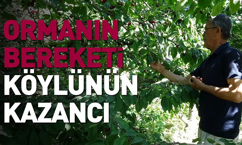 Tıbbi ve aromatik ürünler orman köylüsüne ek gelir sağlıyor