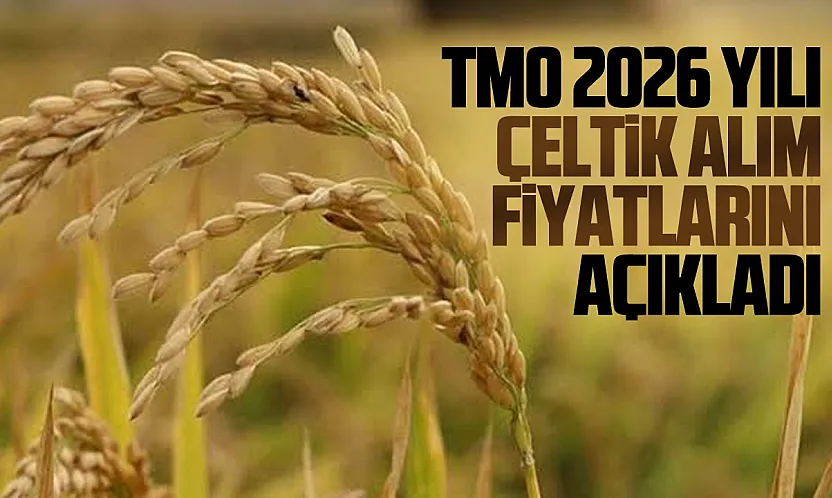 TMO çeltik alım fiyatları açıklandı