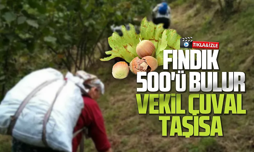Trabzonlu içerik üreticisinin fındık şarkısı gündem oldu