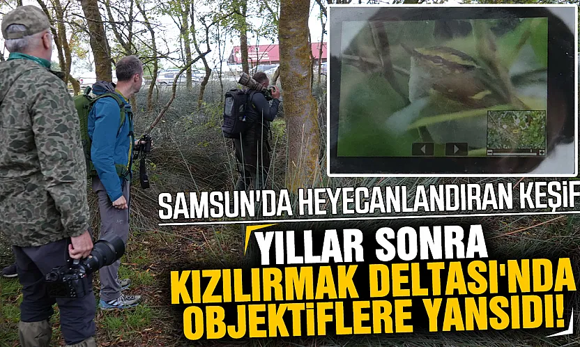 Türkiye'de çok nadir görülen 'çalıkuşu çıvgını' Samsun Kızılırmak Deltası'nda görüntülendi