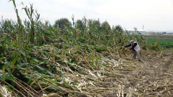 misir-tarlalari-ziyan-oldu-3.jpg
