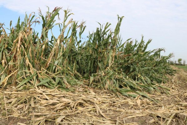 misir-tarlalari-ziyan-oldu-5.jpg