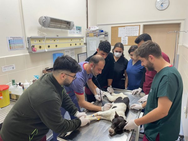 aa-20231022-32483100-32483097-omu-hayvan-hastanesi-karadeniz-bolgesine-hizmet-veriyor.jpg